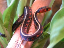 Neo Concinnus