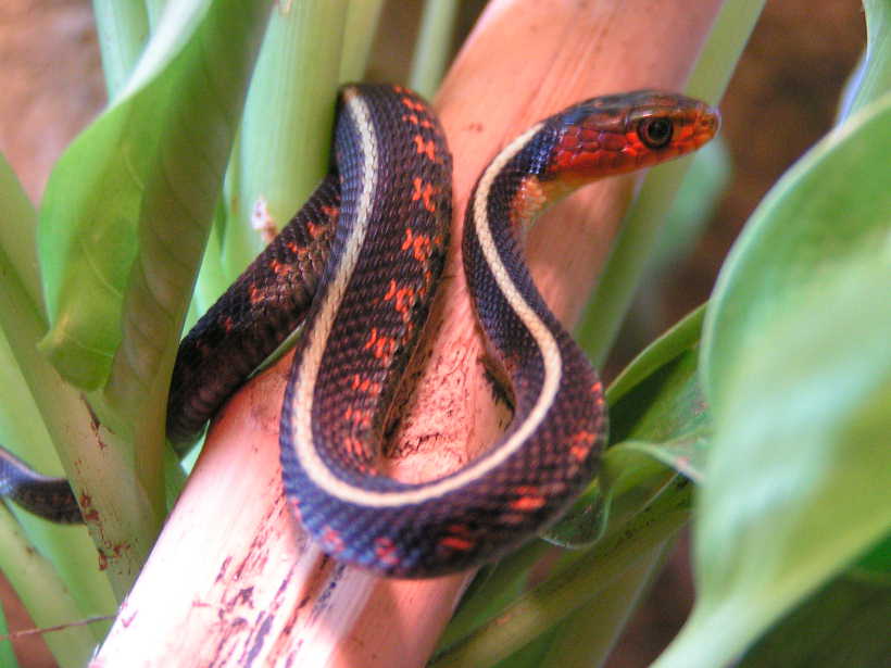 Neo Concinnus