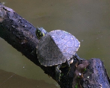 Map turtle? Painter?