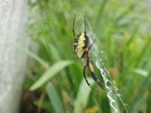 Unidentified spider in garden