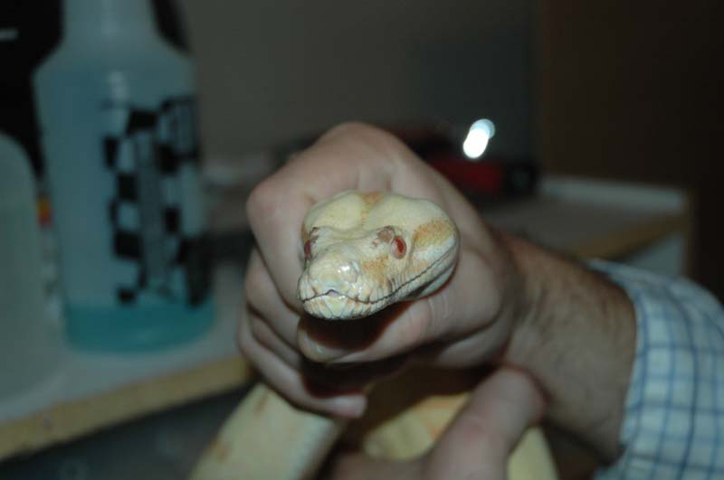 Sunglow with scale rot on head