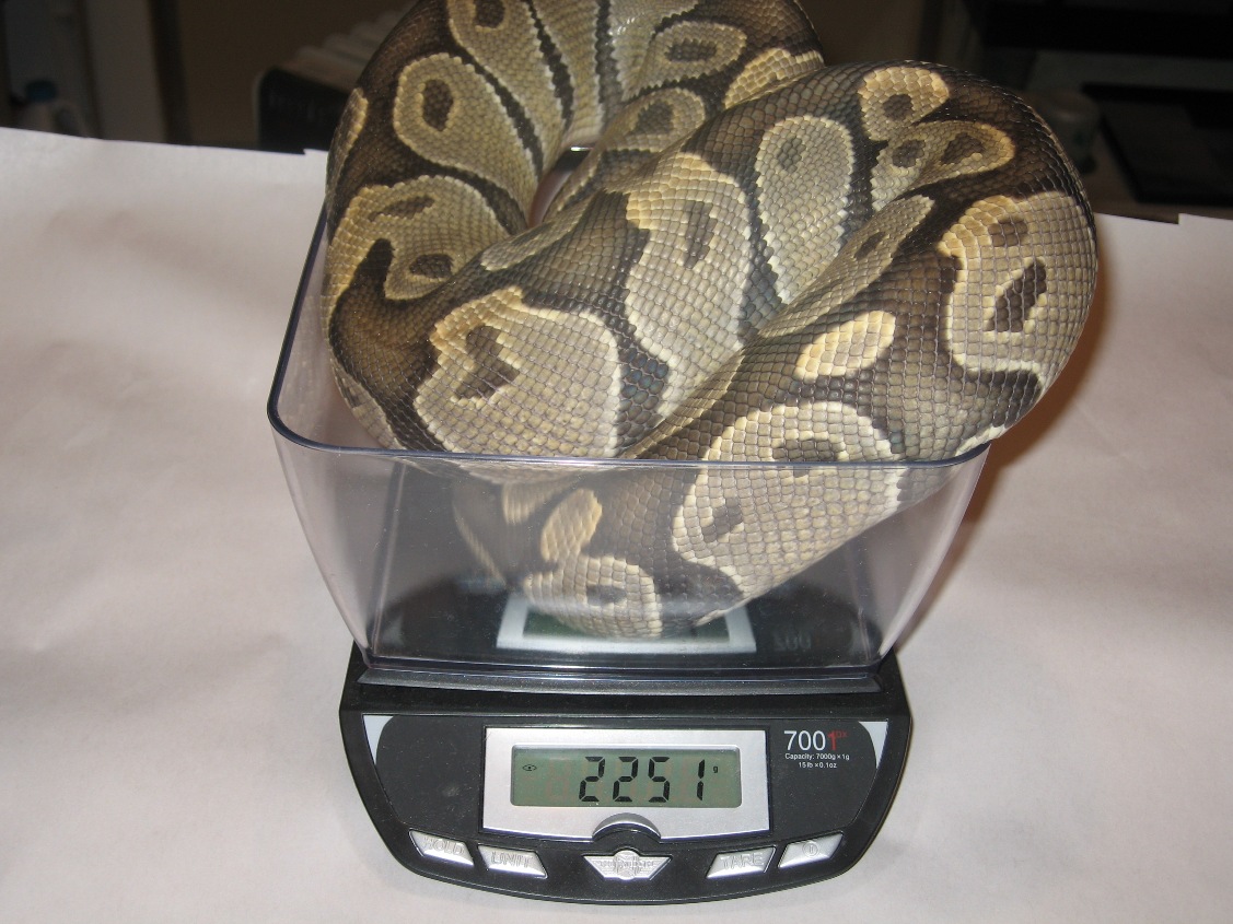 Male Hypo