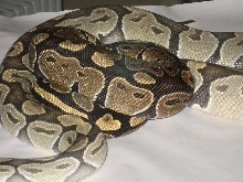 Male Hypo and Female 100% Het Hypo