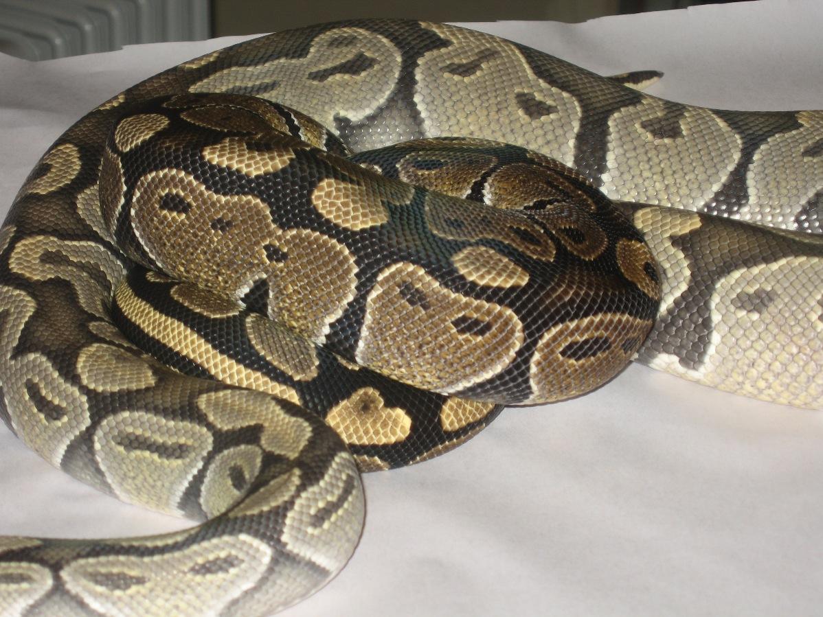 Male Hypo and Female 100% Het Hypo