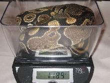 Female 100% HET HYPO