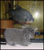 Kat checking out fish