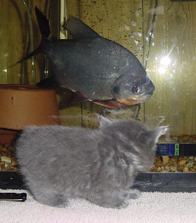 Kat checking out fish