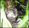 Speck in Garden