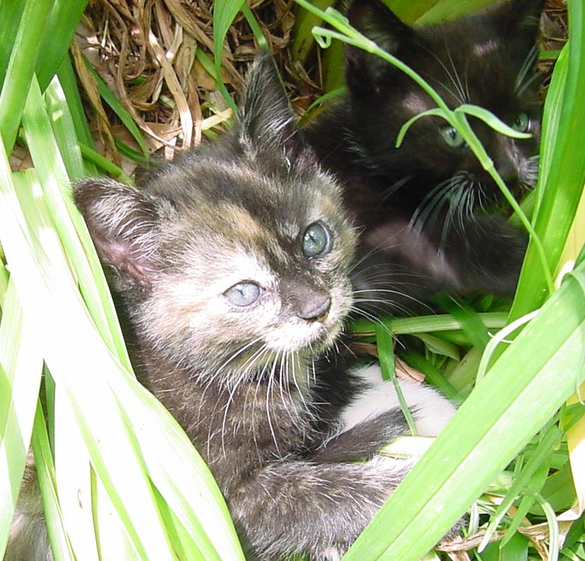 Speck in Garden