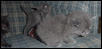 kittens time out