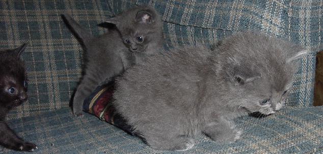 kittens time out