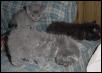 grey fox
