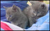 cat on right is Kat