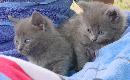 cat on right is Kat