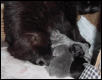 Bronco's Babies
