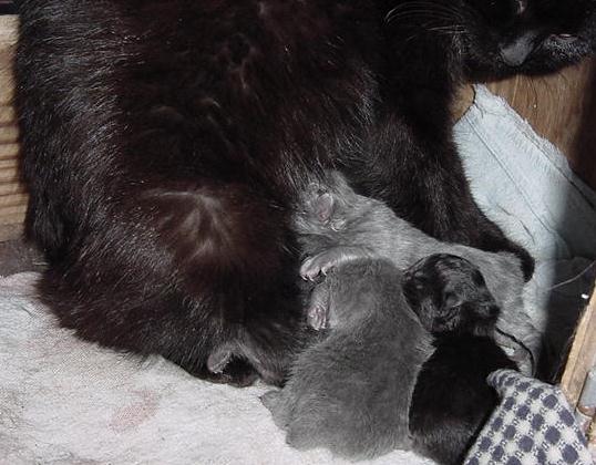Bronco's Babies