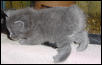 souped up kitty