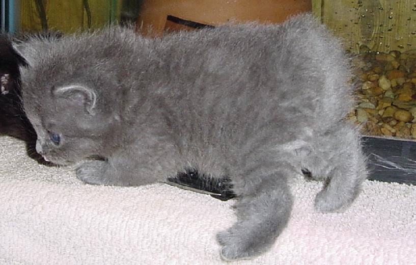 souped up kitty