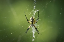 Beautiful Black and Yellow Argiope