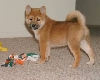 Tsuki--8 weeks