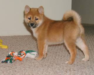 Tsuki--8 weeks