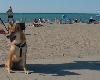 Tsuki--at the beach