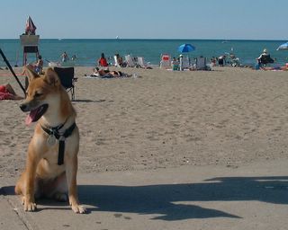 Tsuki--at the beach