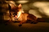 Tsuki--on the futon, in the sun