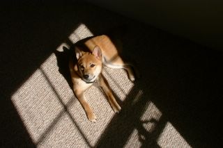 Tsuki--in window sun