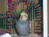 nunzio