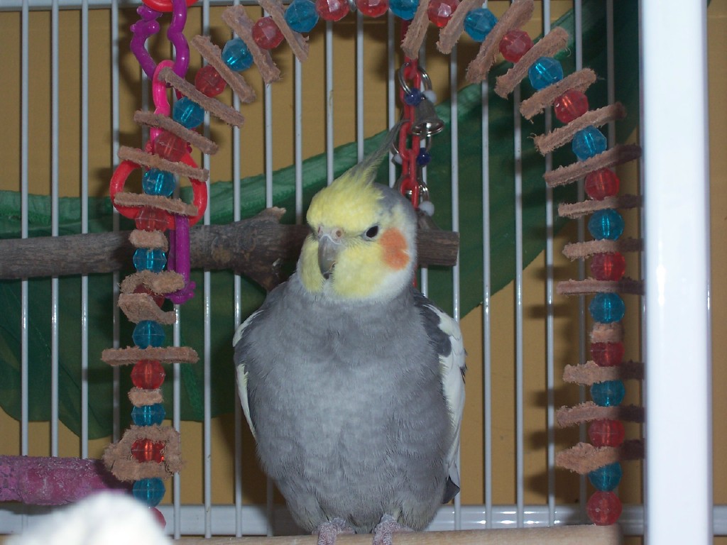 nunzio