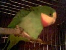 Charlie