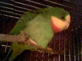 Charlie