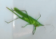 Possible Katydid