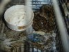 coiled with dead bird