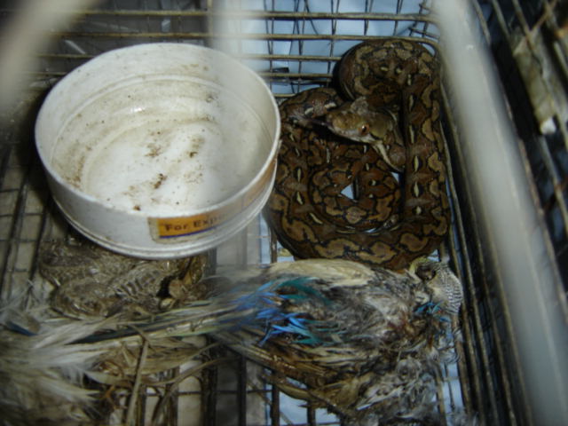 coiled with dead bird