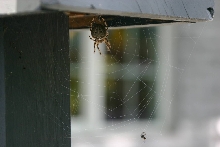 Shed boarder
