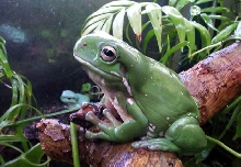 Barry & Jenny Treefrog