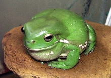 Barry Tone Treefrog