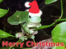 Priss the Treefrog