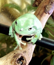 Edith Eveland Treefrog