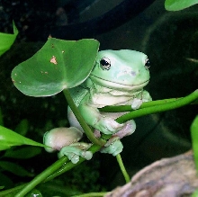 Climbing Priss