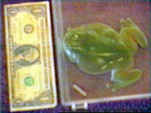 SIck Tori Treefrog