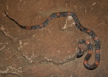 Black Gap 11-2 female