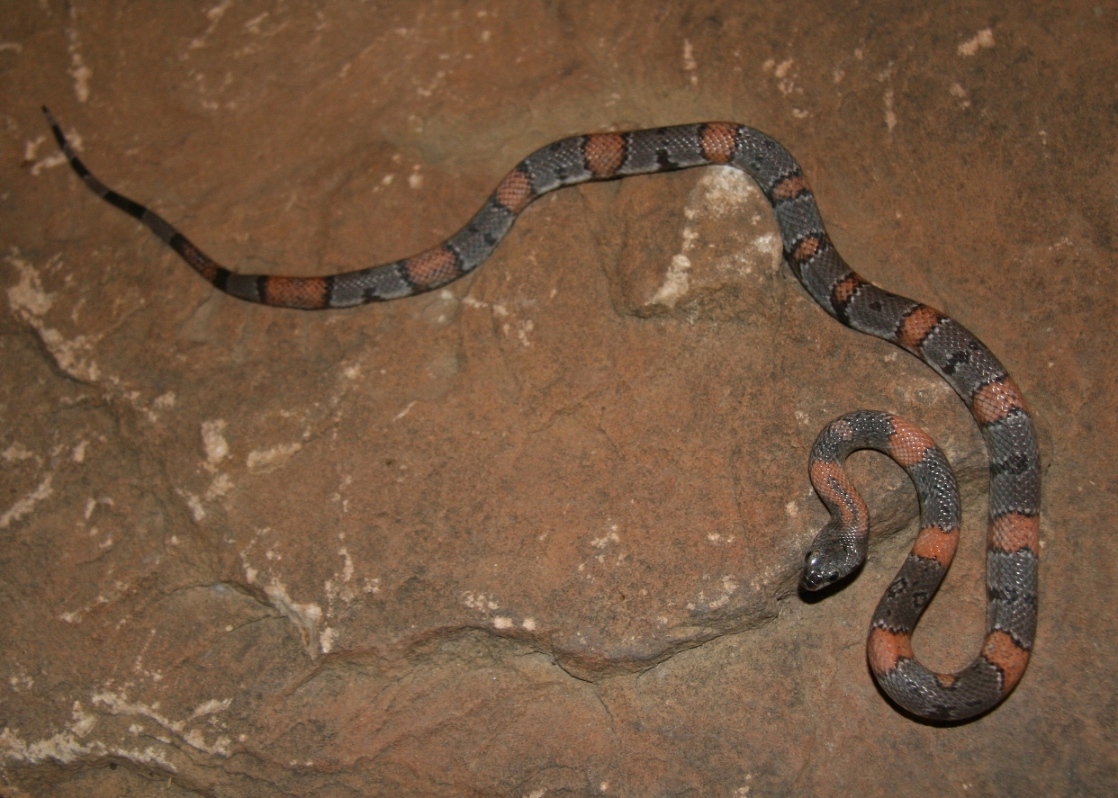 Black Gap 11-2 female