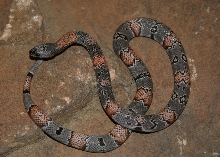 black gap 11-3 female