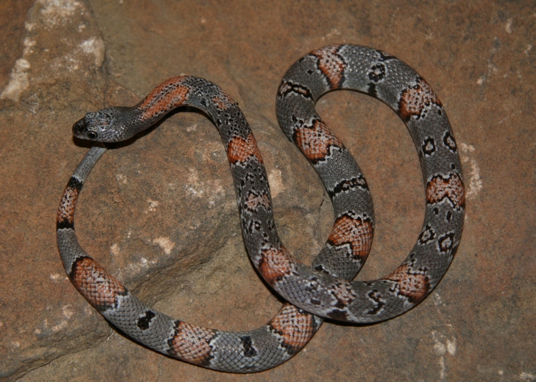 black gap 11-3 female