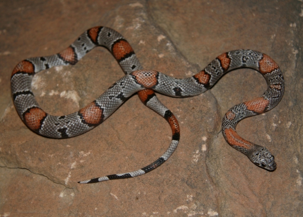 black gap 11-4 female