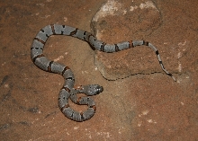Non-Local 2012 male