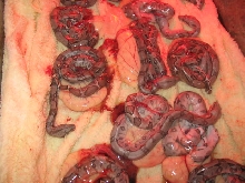 baby boas